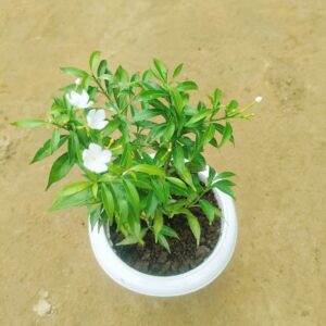 Chandni Dwarf in 8 Inch Classy White Plastic Pot
