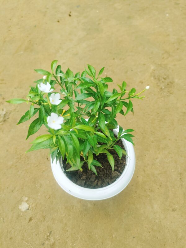 Chandni Dwarf in 8 Inch Classy White Plastic Pot