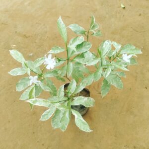 Chandni Variegated in 4 Inch Nursery Bag