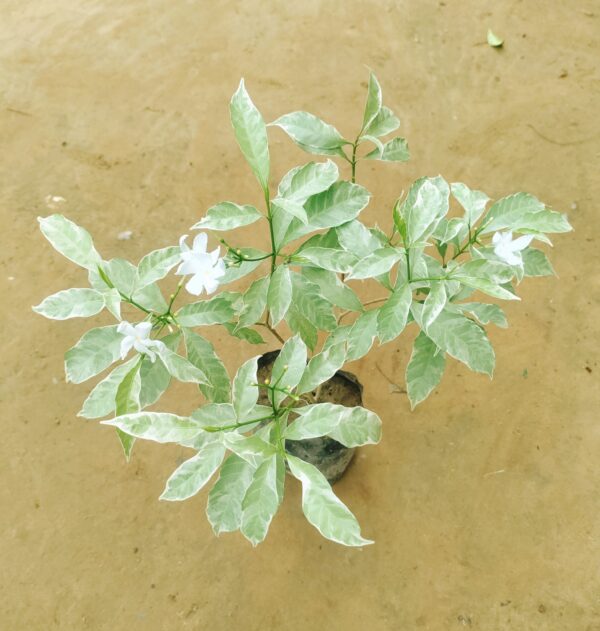 Chandni Variegated in 4 Inch Nursery Bag