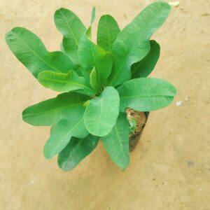 Euphorbia Mili in 6 Inch Nursery Bag