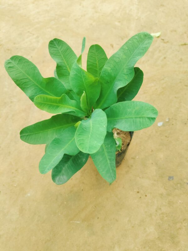 Euphorbia Mili in 6 Inch Nursery Bag