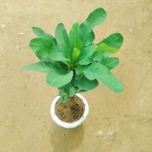 Euphorbia Mili in 8 Inch Classy White Plastic Pot