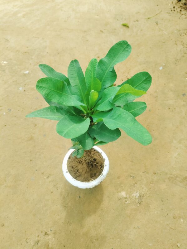 Euphorbia Mili in 8 Inch Classy White Plastic Pot