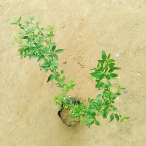 Chameli (Any Colour) in 4 Inch Nursery Bag