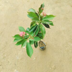 Jatropha / Sunder Rupa in 4 Inch Nursery Bag