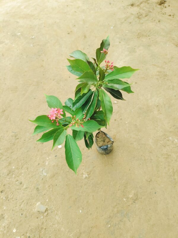 Jatropha / Sunder Rupa in 4 Inch Nursery Bag