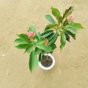 Jatropha / Nettlespurges in 6 Inch White Classy Pot