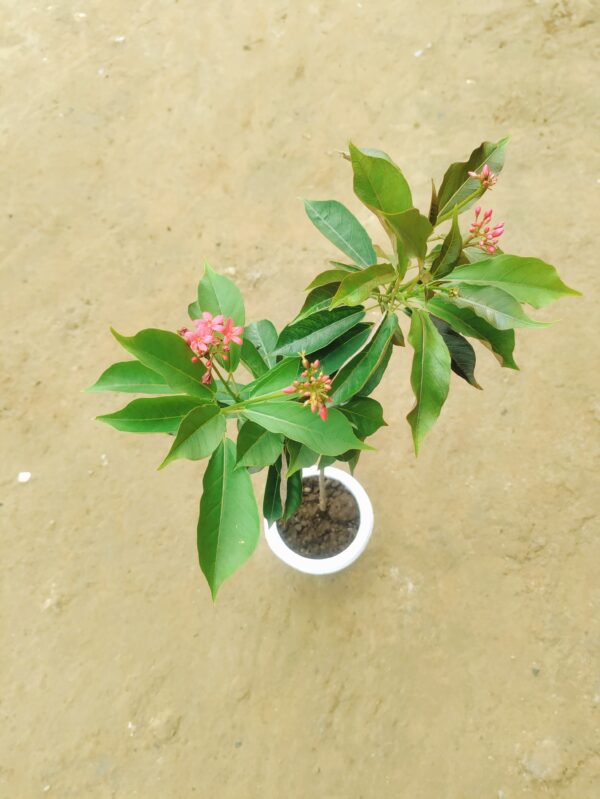 Jatropha / Nettlespurges in 6 Inch White Classy Pot