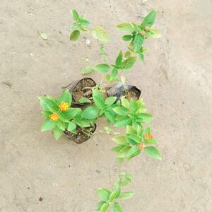 Set of 3 - Lantana (any colour) in 4 Inch Nusery Bag