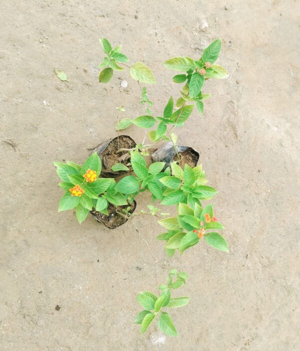 Set of 3 - Lantana (any colour) in 4 Inch Nusery Bag