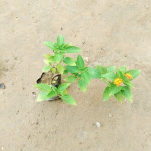 Lantana (any colour) in 4 Inch Nusery Bag