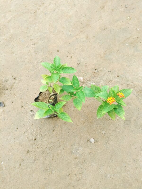 Lantana (any colour) in 4 Inch Nusery Bag