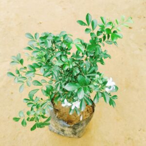Murraya / Madhukamini (Any Colour) in 6 Inch Nursery Bag