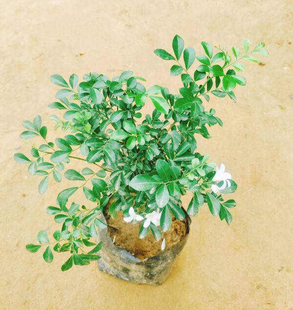 Murraya / Madhukamini (Any Colour) in 6 Inch Nursery Bag