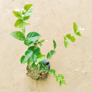 Mogra Plant in 7 Inch Nursery Bag