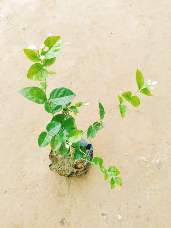 Mogra Plant in 7 Inch Nursery Bag
