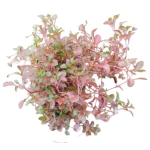 Alternanthera Red in 6 Inch Classy Red Plastic Pot