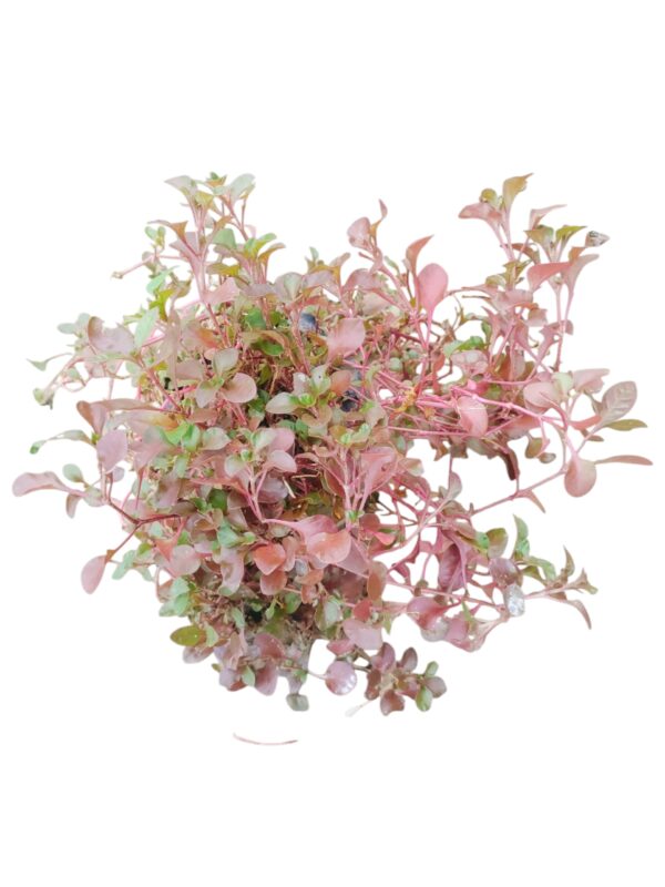 Alternanthera Red in 6 Inch Classy Red Plastic Pot