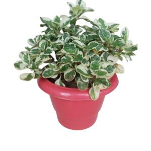Alternanthera White in 6 inch Red Pot