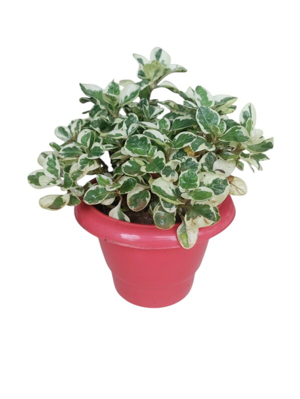 Alternanthera White in 6 inch Red Pot
