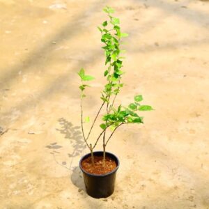 Neelkanth in 5 Inch Nursery Pot