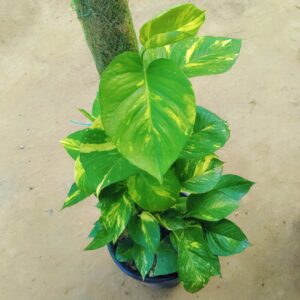 Money Plant Big Leaf Green With 3 Ft Moss Stick in 10 Inch Nursery Pot