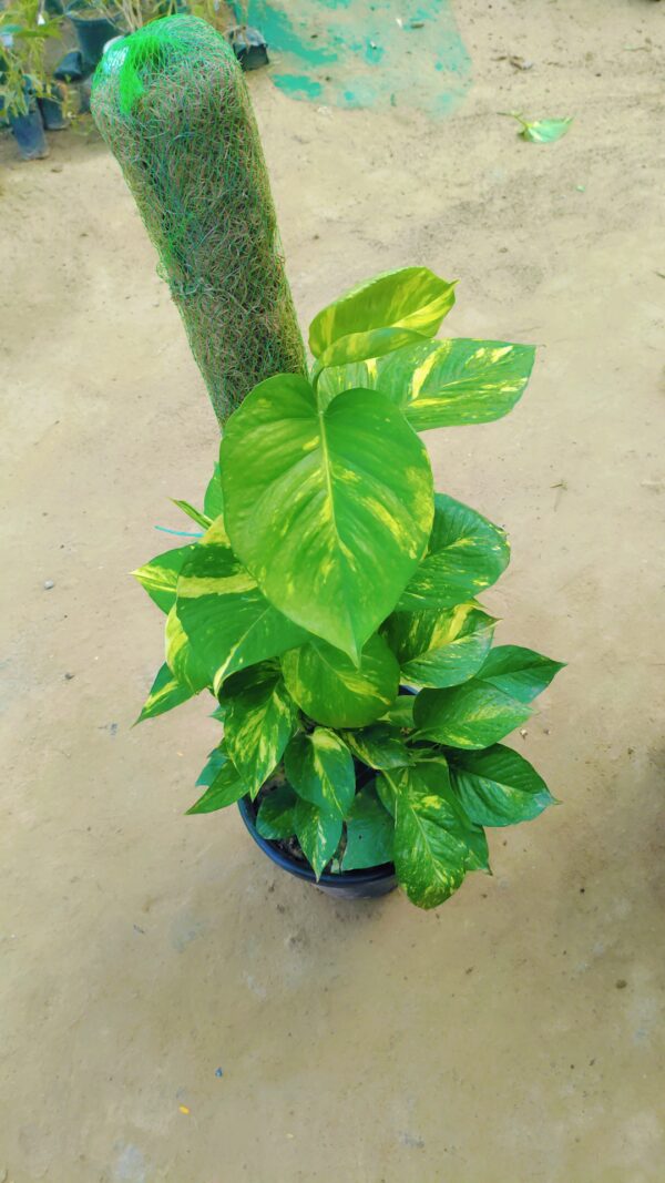 Money Plant Big Leaf Green With 3 Ft Moss Stick in 10 Inch Nursery Pot