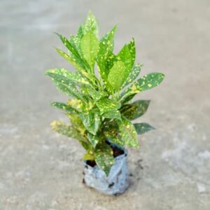 Baby Croton Goldstar in 6 Inch Nursery Bag