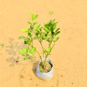 China Orange Plant in 7 Inch Nursery Bag