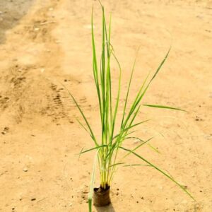 Set of 3 - Lemon Grass in 4 Inch Nursery Bag