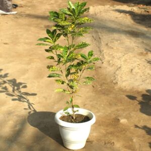 Baby Croton in 6 Inch White Classy Plastic Pot